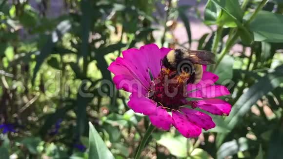 大黄蜂在百日咳花上蜜桃的视频视频的预览图