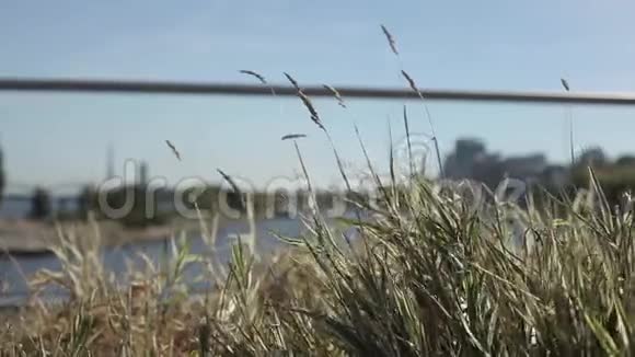 河畔阳光明媚的田野里绿黄相间的草穗随风摇曳视频的预览图