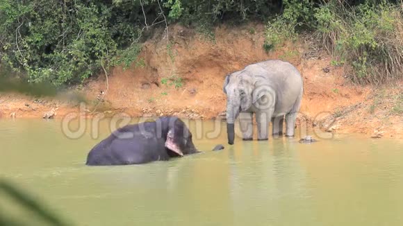泰国大象视频的预览图