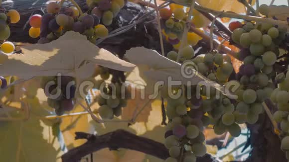 晴天挂在花园里的绿葡萄果实和叶子视频的预览图