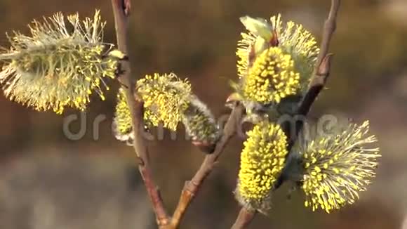 盛开的柳树视频的预览图