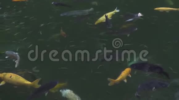 鲤鱼锦鲤在花园池塘的透明水中游泳关闭日本鲤鱼锦鲤在装饰池塘游泳视频的预览图