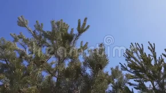 松树自然背景阳光明媚的春日微风动态场景视频的预览图