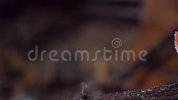 木料上有蛞蝓的红杯蘑菇视频的预览图