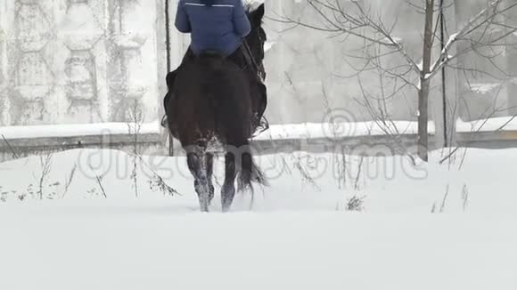 马术运动一匹骑马者在雪域中咆哮时行走慢动作视频的预览图