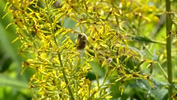 夏天蝴蝶和蜜蜂采蜜视频的预览图