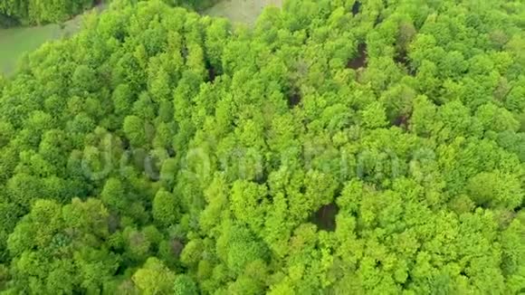 春天飞过一片绿油油的树林空中4k无人机视野视频的预览图