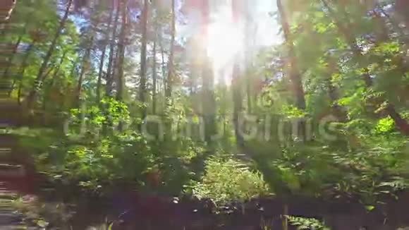 树林里的阳光视频的预览图