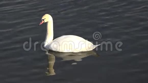 单只白天鹅倒映在漆黑的湖面优雅的生物视频的预览图