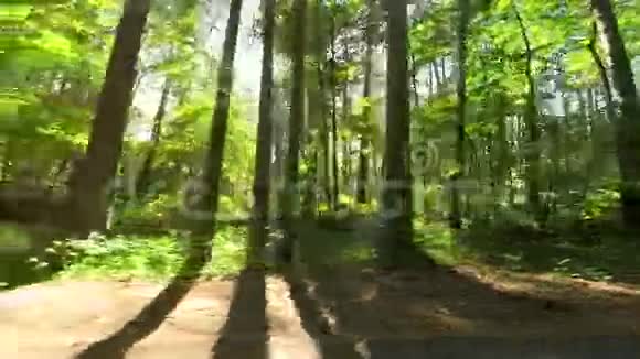 树林里的阳光视频的预览图