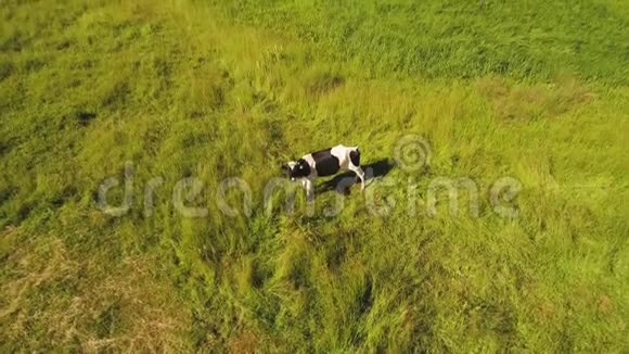 绿草地上的奶牛看飞行的雄蜂视频的预览图