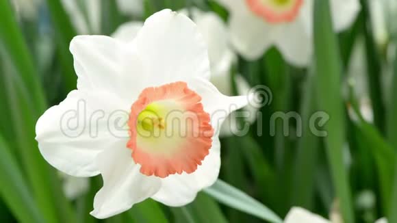 靠近花园里的白色水仙花水仙花或苏森视频的预览图