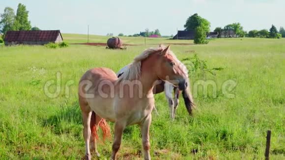马在草地上放牧视频的预览图