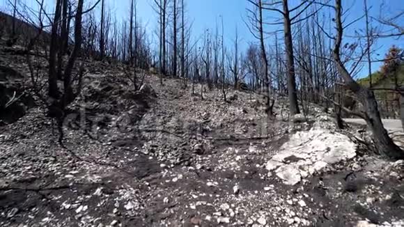 在天然废弃物中烧毁的树木在火灾后毁坏的森林视频的预览图