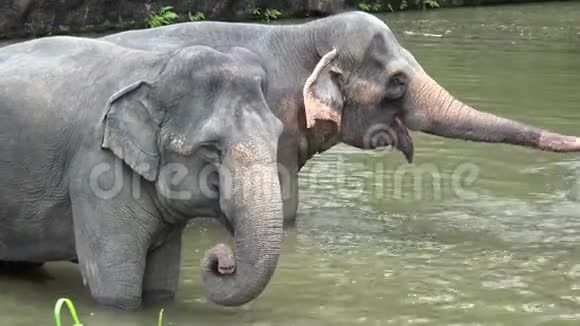 亚洲大象ElephasMaximus在水中玩耍视频的预览图