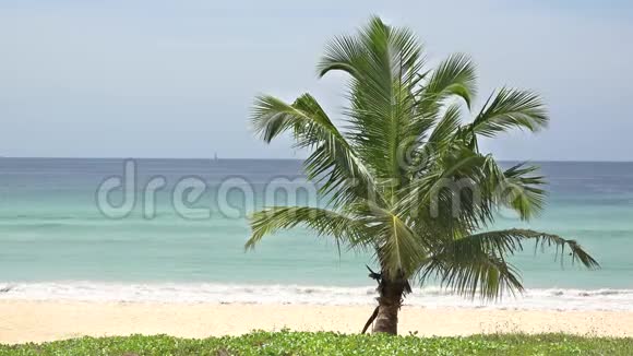 热带奇葩岛屿椰子树绿松石海白色沙滩视频的预览图