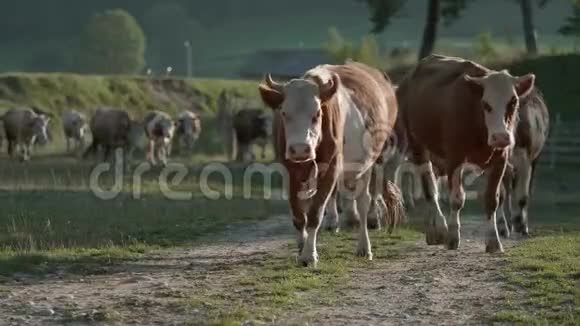 许多健康的奶牛在村道上行走听到镜头传来视频的预览图