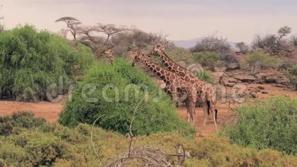 长颈鹿吃非洲大草原上灌木丛中的绿叶视频的预览图