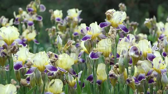 鸢尾花盛开的田野美丽的春色视频的预览图