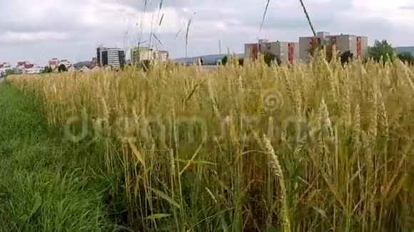 德国成熟小麦的田间视频的预览图