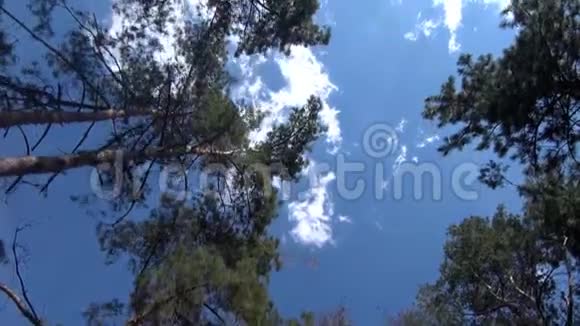 蓝天白云林中树木宁静安详视频的预览图