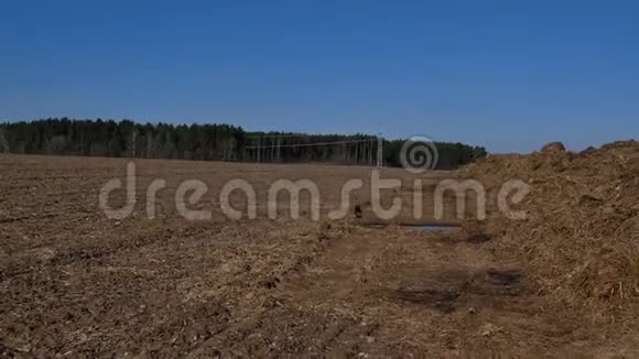 荷兰农村农田蒸肥堆视频的预览图