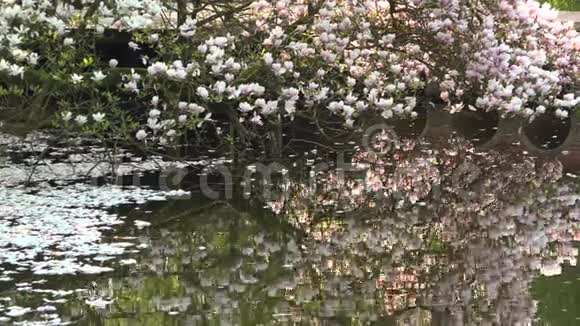 玉兰花映在水中花瓣漂浮在湖面上视频的预览图
