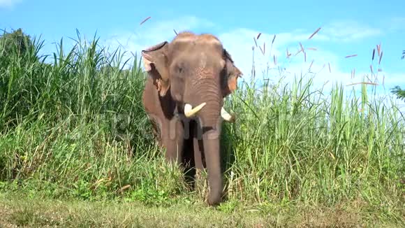 亚洲大象是一种大型哺乳动物视频的预览图