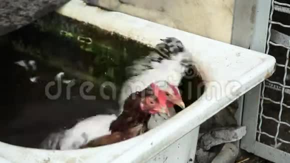 两只小鸡在水里视频的预览图