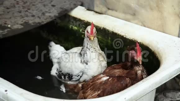 两只小鸡在水里视频的预览图