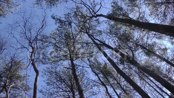 佐治亚州索普溪小径看到索普溪小径上的树顶视频的预览图