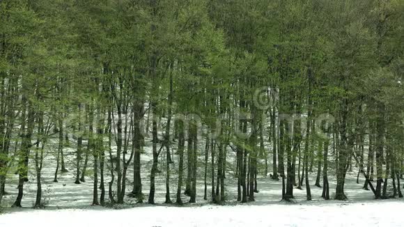早春绿树成荫冬末白雪皑皑林中季节变换视频的预览图