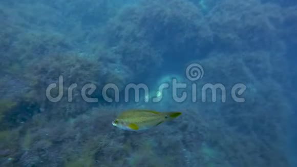 游过布满海藻水下动植物海洋的巨石的鱼视频的预览图