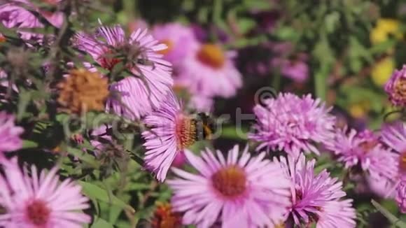 粉红色花朵上的大黄蜂收集花蜜视频的预览图
