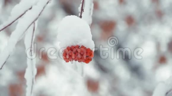 冬天寒冷的日子红罗万浆果被雪覆盖冬季景观带白雪覆盖的山灰视频的预览图