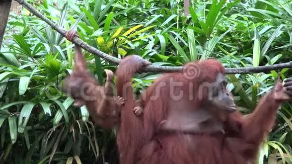 母亲和幼挂在利亚纳在丛林里吃东西视频的预览图