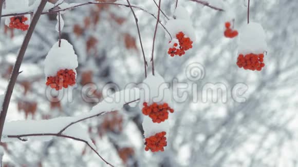 冬天寒冷的日子红罗万浆果被雪覆盖冬季景观带白雪覆盖的山灰视频的预览图