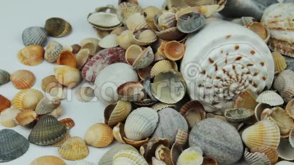 近距离观察一堆贝壳视频的预览图