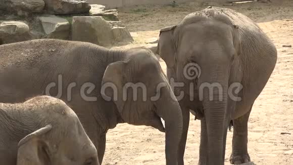 印度大象ElephasMaximusindicus家族视频的预览图
