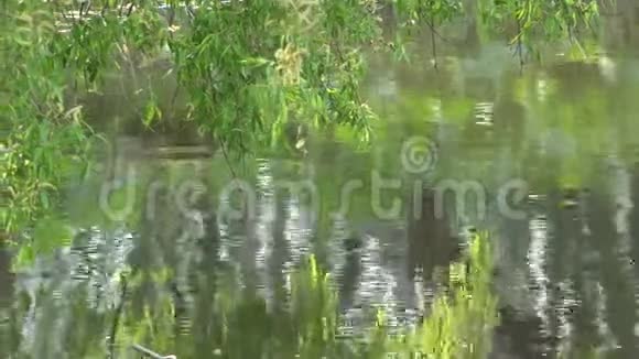 柳枝挂在湖面上倒映在水中视频的预览图