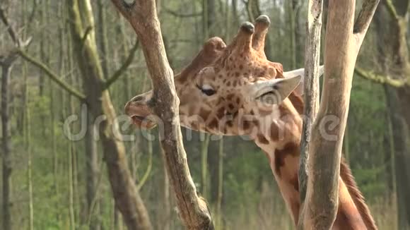 长颈鹿在树上吃东西的肖像视频的预览图
