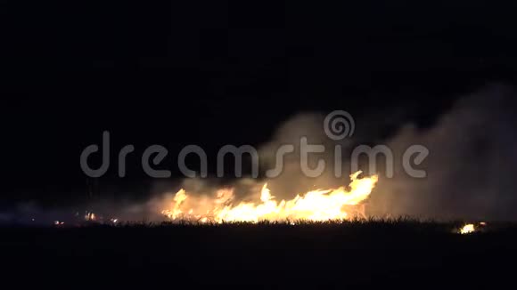夜晚的火焰燃烧着植被视频的预览图