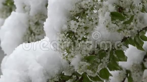 花枝覆雪美为眼祸为自然视频的预览图