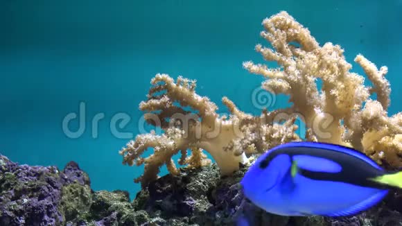 五颜六色的鱼在蓝水中靠近珊瑚礁游泳宁静的景色视频的预览图