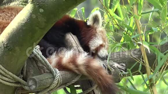 睡在树上的小熊猫视频的预览图
