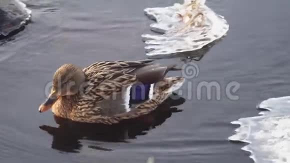 孤独的鸭子在冰冷的水里在浮冰中慢慢地游来游去视频的预览图