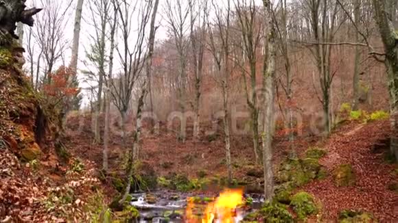 令人难以置信的舒适的木质壁炉在野生的秋林中燃烧着橙色的火焰视频的预览图