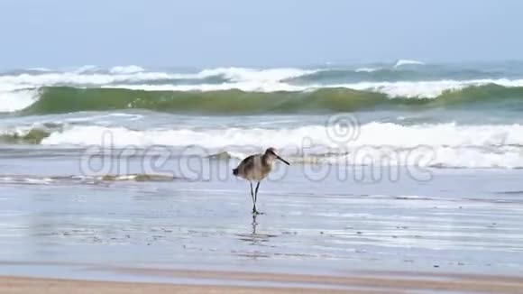 高跷矶鹬卡利德里斯希曼托普斯在海浪拍打的海滩上视频的预览图