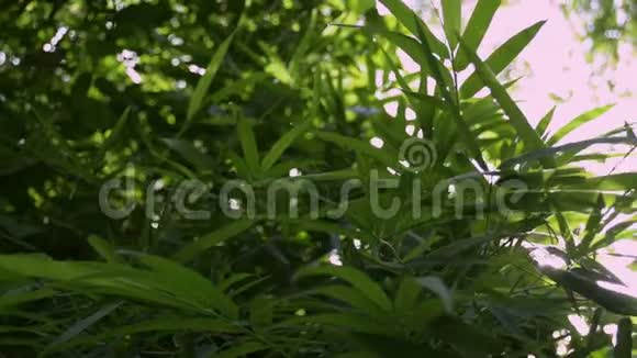 绿树叶子对抗阳光视频的预览图