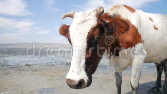 农场的牛高清慢镜头视频的预览图